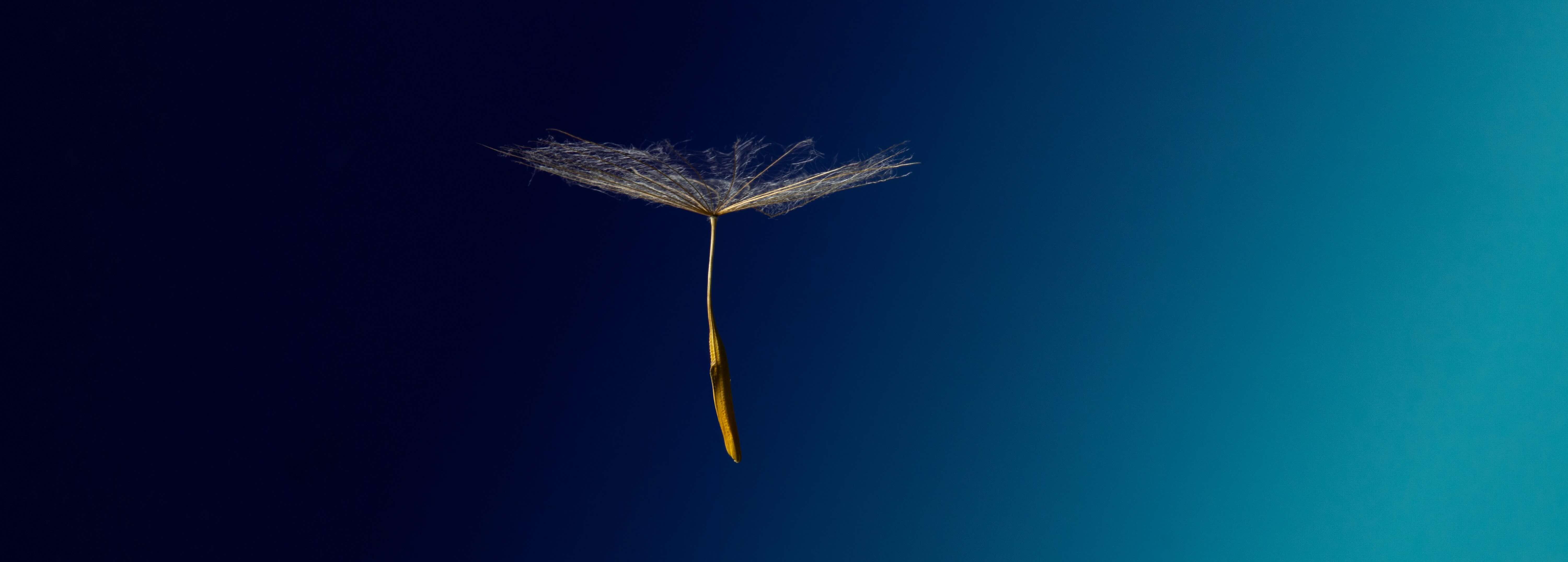 Flower falling
