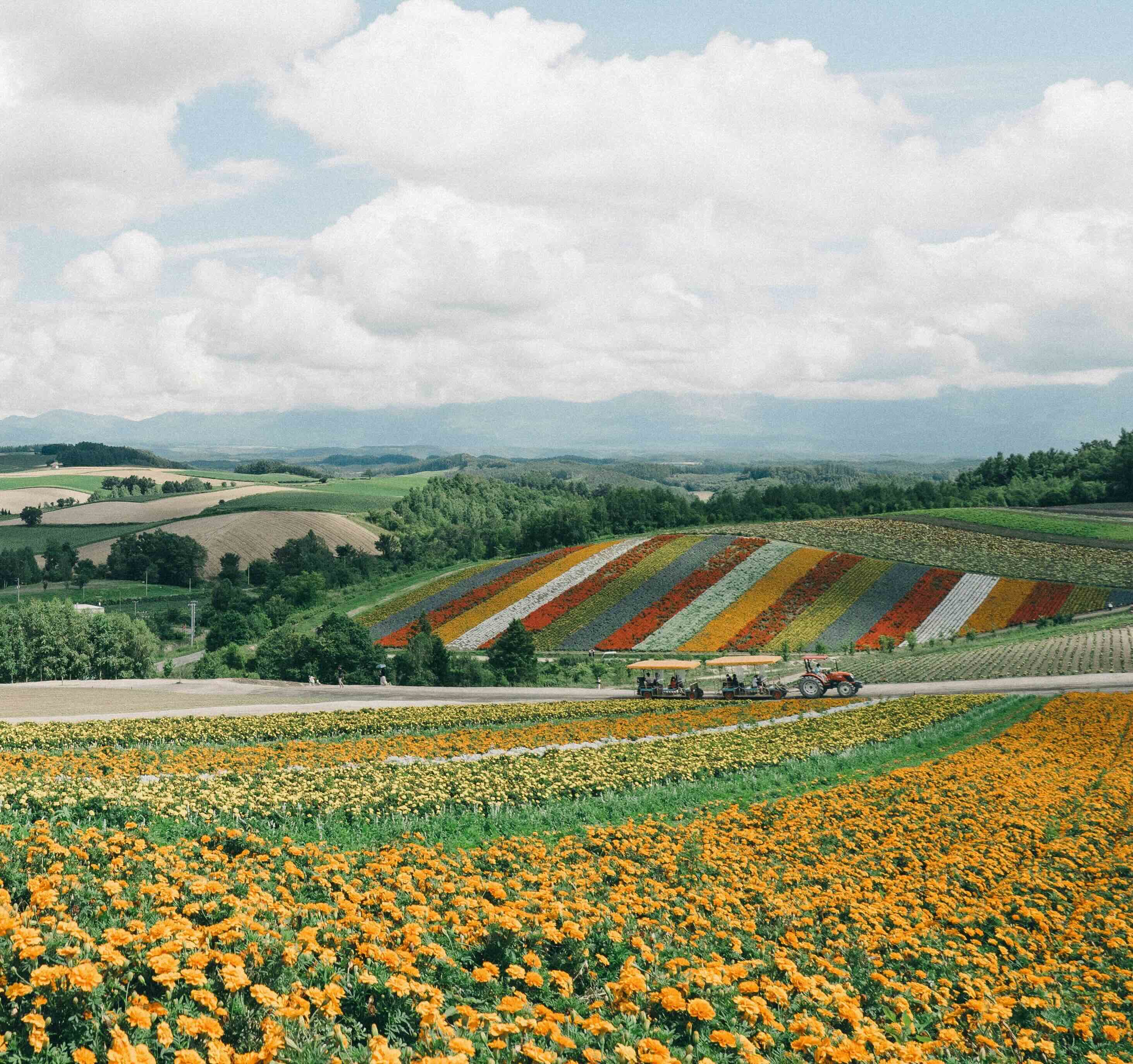 Flower Garden